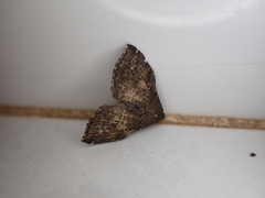 Phlyctaina irrigualis