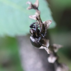 Salticidae