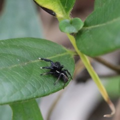 Salticidae