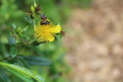 Dianthidium subrufulum