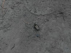 Lepturobosca chrysocoma