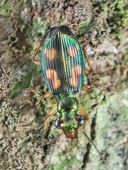 Pericalus depressus