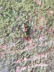 Pericalus depressus