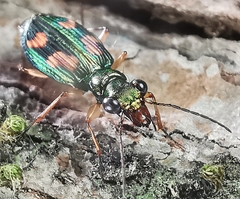 Pericalus depressus