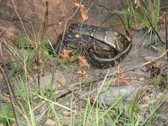 Python natalensis