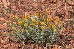 Lasiosiphon capitatus