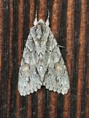 Andropolia