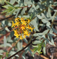 Lasiosiphon capitatus