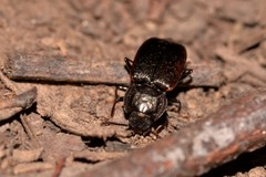 Coripera morleyana