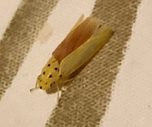 Tlagonalia nigroguttata