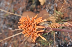 Aloe parvibracteata