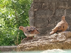Zenaida aurita