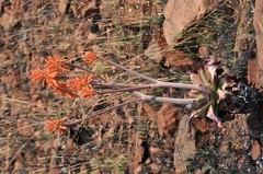 Aloe parvibracteata