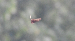 Callosamia promethea