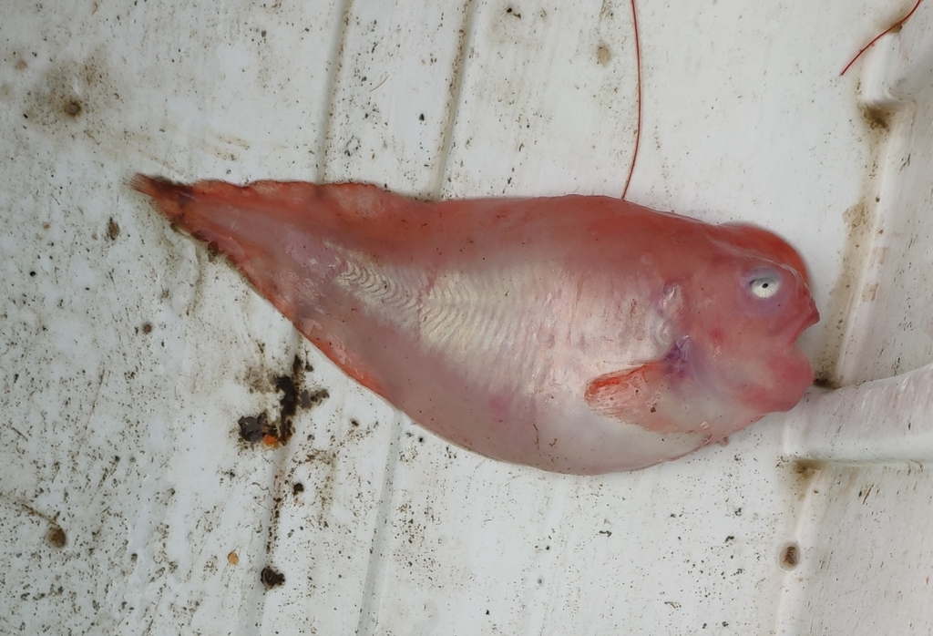 Peachskin Snailfish