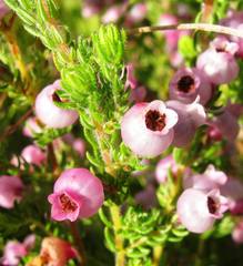 Erica bergiana bergiana