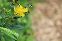 Dianthidium subrufulum