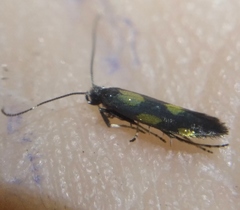 Euspilapteryx auroguttella