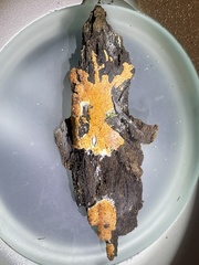 Hypomyces armeniacus