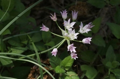 Allium drummondii