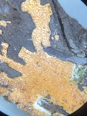 Hypomyces armeniacus