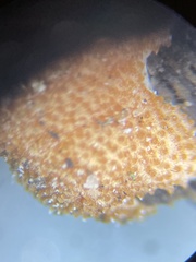 Hypomyces armeniacus