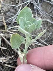 Chenopodium watsonii