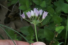 Allium drummondii