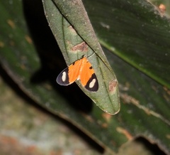 Eudule pulchricolora