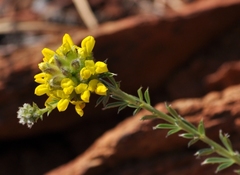 Crotalarieae