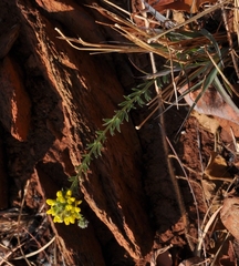 Crotalarieae