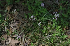 Allium drummondii