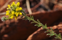 Crotalarieae