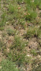 Afrosciadium magalismontanum