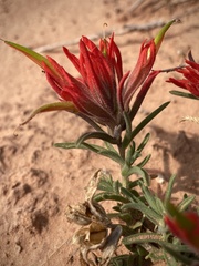 Castilleja scabrida