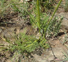 Afrosciadium magalismontanum