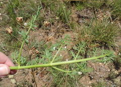Afrosciadium magalismontanum