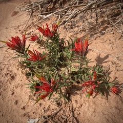 Castilleja scabrida