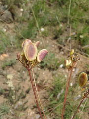 Afrosciadium magalismontanum