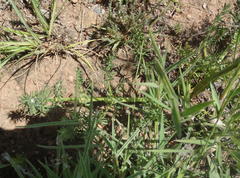 Afrosciadium magalismontanum