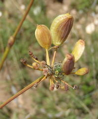 Afrosciadium magalismontanum