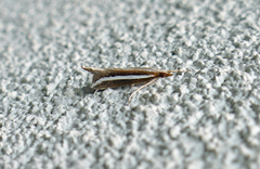 Carectocultus perstrialis