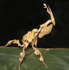 Phyllocrania paradoxa