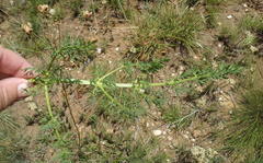 Afrosciadium magalismontanum