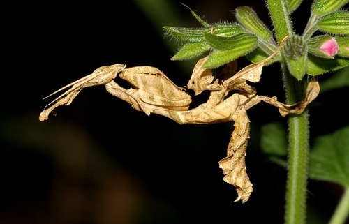 Common Ghost Mantis
