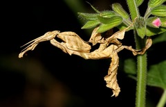 Phyllocrania paradoxa