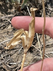 Calochortus nuttallii