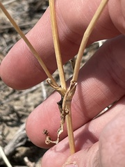 Calochortus nuttallii