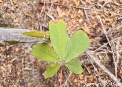 Pseudobombax parvifolium