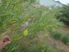 Gomphocarpus fruticosus fruticosus